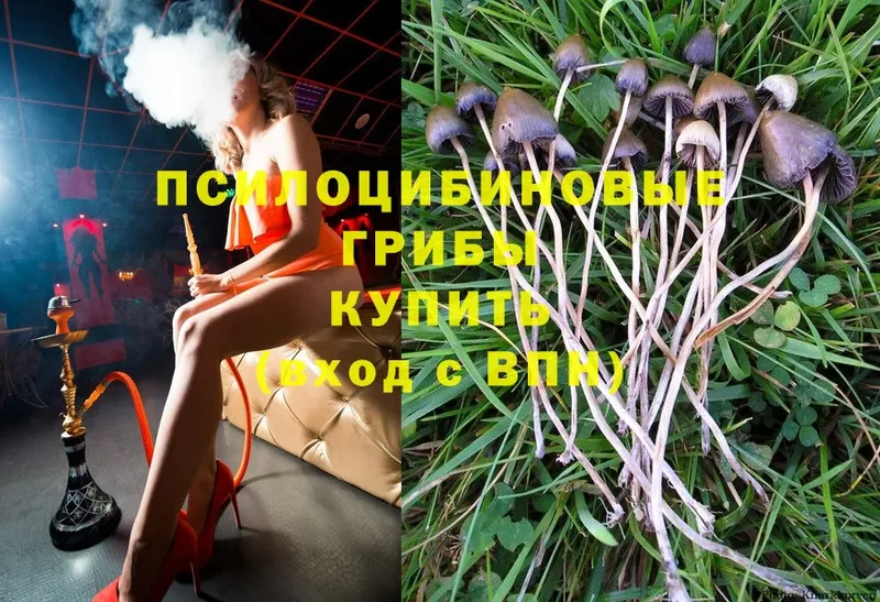 Галлюциногенные грибы Magic Shrooms  Мыски 